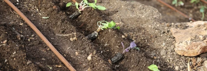 Jungpflanzen in Beetreihe mit Bewässerungsschlauch